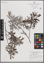Foto von Salix eleagnos Scop.